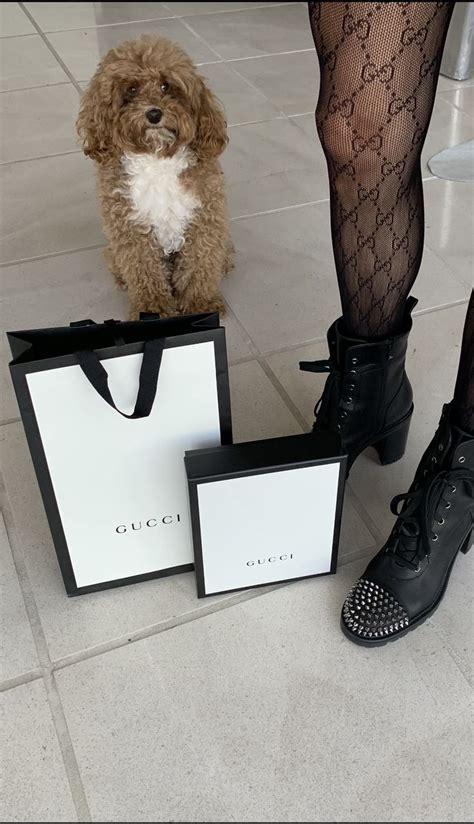 gucci dog booties|Gucci booties sale.